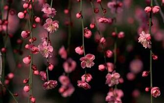 Adorable Spring Wallpaper Buckshee Only Here On