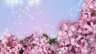 Colors Image Lilac Flower Wallpaper Photos