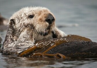 Otter Wallpaper