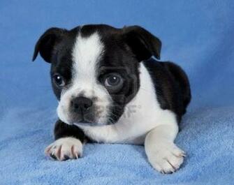 Boston Terrier Puppies HD Wallpaper Background Image