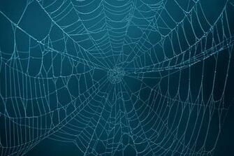 Spider Web Photos Weneedfun