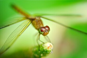 Dragonfly Computer Wallpaper Desktop Background Id