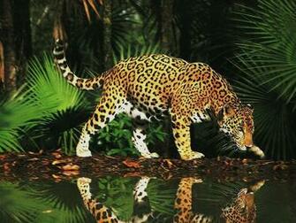 Cat Wallpaper Big Cats
