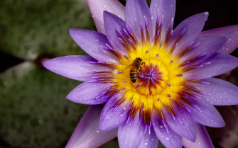 Stunning Lotus Wallpaper