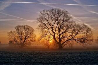 Winter Trees Photo