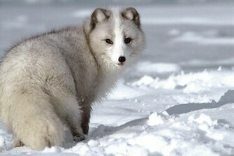 Wolves Desktop Wallpaper Picture Collections