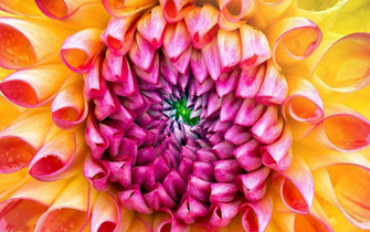 New Imac Flower Wallpaper Retina Display By Bg2009 On