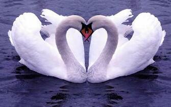 Nice Love Wallpaper
