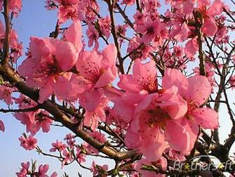 Net Gallery Spring Screen Savers Flowers Wallpaper Photo