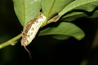Viper Schlegel S Pit Eyelash Palm Pitviper Also Known As