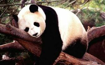 Cute Panda Wallpaper