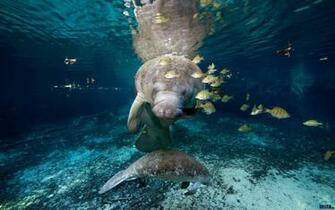 Wallpaper American Manatee And His Cub X