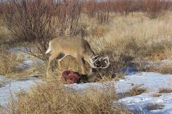 Big Whitetail Bucks Guided Deer Hunts Pictures