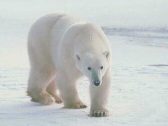 White Bear Baby Wallpaper For Desktop Background HD