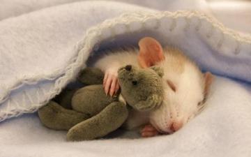 Rat Rats Wallpaper