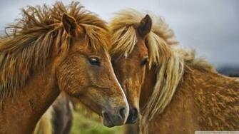 Beautiful Horses 4k HD Desktop Wallpaper For Ultra Tv