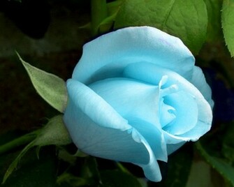 HD Wallpaper Of Blue Rose