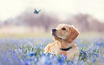 Dogs Image Dog HD Wallpaper And Background Photos