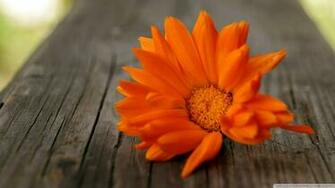 Beautiful Orange Flower Wallpaper