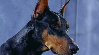 Doberman Wallpaper