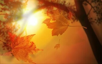 Sunset Autumn Maple Fantasy Nature Computer Desktop Wallpaper
