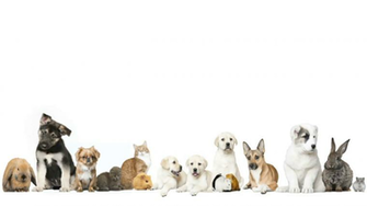 Pets Background On