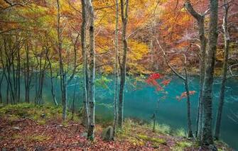 Wallpaper Forest River Trees Water Autumn Leaves Reflection