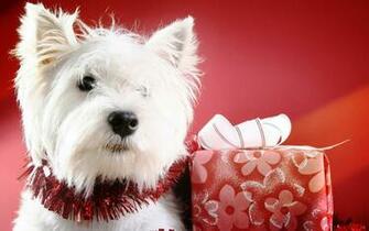 Fondos De Pantalla Navide Os Perritos Para Descargar