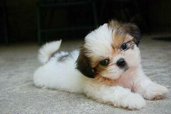 Shih Tzu