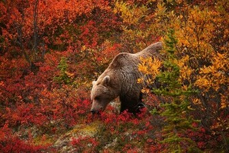 Grizzly Bear HD Wallpaper Res