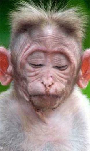 Monkey Live Wallpaper For Android And Software