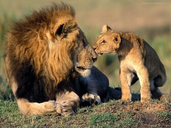 Dangerous Tigers Wallpaper Hottest Pictures