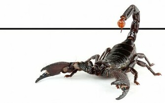 Scunnert Nation Wallpaper Scorpio