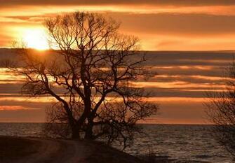 Spring Evening Bay Road Tree Sun Dawn Ocean Sea Sunset Wallpaper