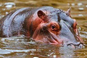Hippo Computer Wallpaper Desktop Background