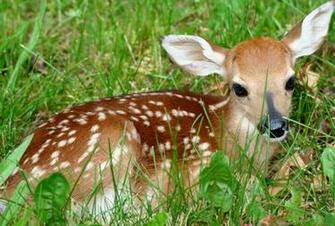 Animal Wallpaper Deer
