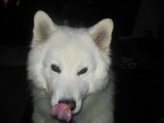 Samoyed Wallpaper