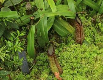 Nepenthes Tenax HD Wallpaper
