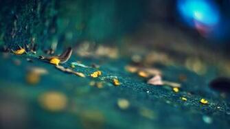 Wallpaper Photography Depth Of Field Pictures
