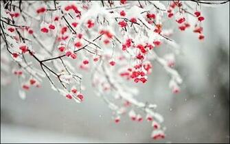 Winter Wallpaper