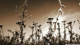 Nature Sepia Wallpaper