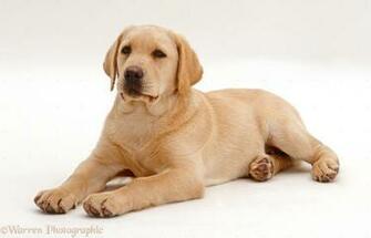 Yellow Labrador Retriever Puppy