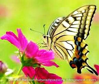 Beautiful Wallpaper Butterflies