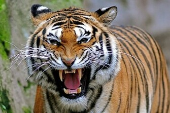 Information Tiger Wallpaper Desktop HD