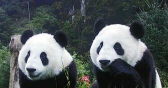 Giant Panda HD Wallpaper High Definition