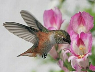 Hummingbird HD Wallpaper Pictures Image Background Photos