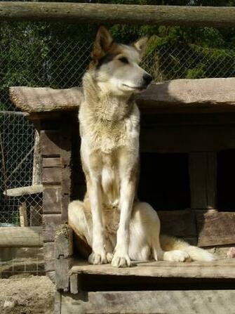 Wolf Puppies HD Wallpaper