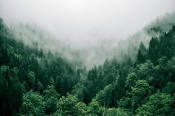 Tree Wallpaper HD Hq