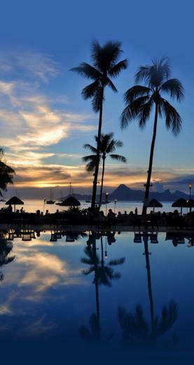 iPhone 6s Wallpaper Beach Phone Palm Trees