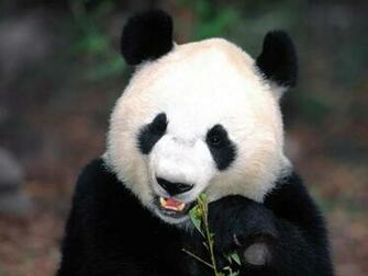 Cool Wallpaper Giant Panda